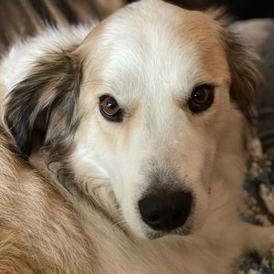 Meet your Posher, Jade